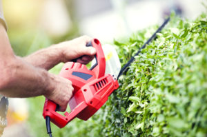 man or someone with "manish hands" trimming a hedge with electric trimmer
