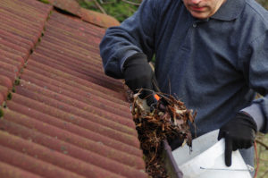gloved man cleaning dirty gutter containing matted and moist leaves from the winter's thaw