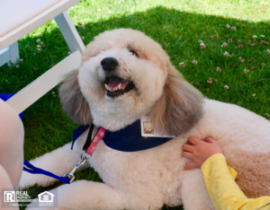 Therapy Dogs on sidewalk receiving attention from passersby