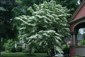 Great Trees for Small Yards