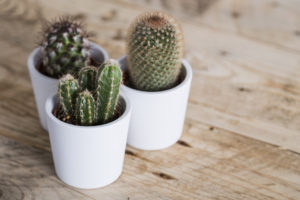 GROWING CACTI