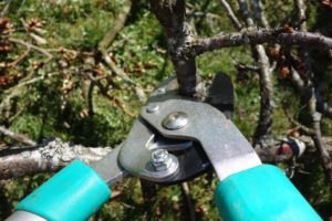 Close Up View of Pruning Clippers