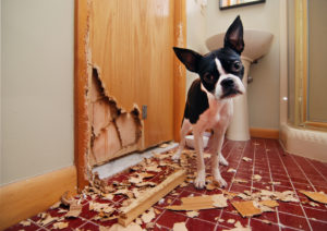 A Boston Terrier Stands Next to a Door in a San Diego Rental that He Chewed