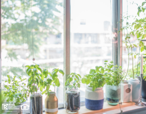 Indoor Herb Plant Garden in Flower Pots by Window Sill