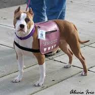 Can a Pit Bull Be a Service Dog?