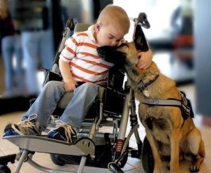 How Do You Know if it is a "Real" Service Dog?