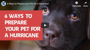 YouTube Preview - Pets and Hurricanes