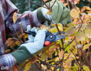 Chandler Fall Bush Being Pruned