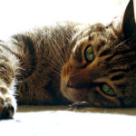 Pets
