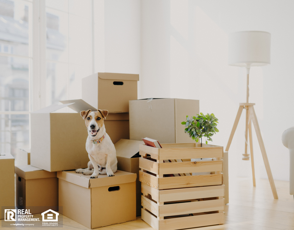 Dartmouth Dog Sitting on Moving Boxes