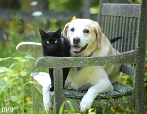 Adorable Cat and Dog Relaxing in a Pet-Friendly Garden