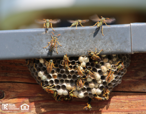 Prince Frederick Wasp Nest on Home Exterior