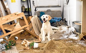 Pet Friendly Rental Property