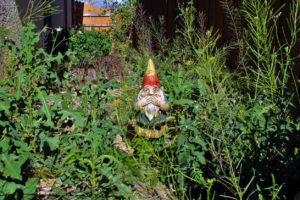 Richmond Rental Property Yard That Has Clearly Been Neglected