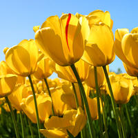 Paola 