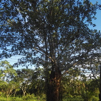 Mauricio