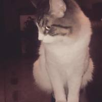 Carlos