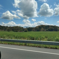 Angélica 