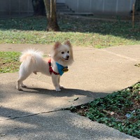 jean carlo