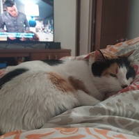 Viviana