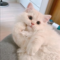 Isabel