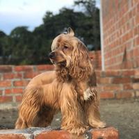 Valeria