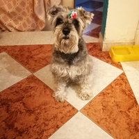 ginnet