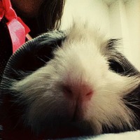 Lady
