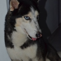 Angie