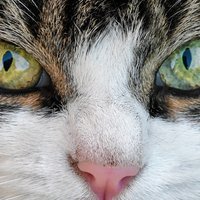 caterine