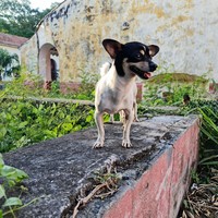Corvary 
