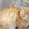 profile_Juan Carlos