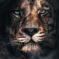 ricardo