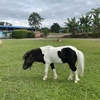 profile_Alba