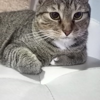 Laura