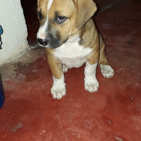 Carlos julian
