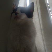 Linda