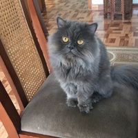 Nicolás 