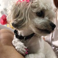 Rosana 