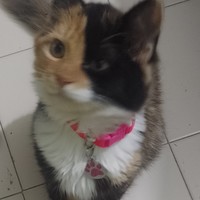 Rosalba 
