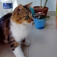Hugo