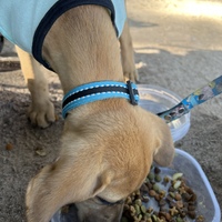 Pedro 
