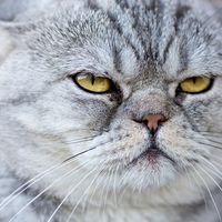 Felipe 