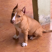 Juan david 