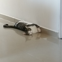 Nícol Mariana