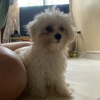 Gabriela