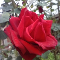  Rosa
