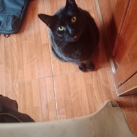 Edison