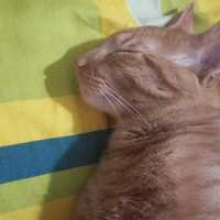 Dayana
