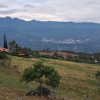 Andrea
